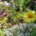 Chrysanthemum_frutescens_cornish_gold__cserjes_margitvirag-003_1729455_6772_t