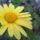 Chrysanthemum_frutescens_cornish_gold__cserjes_margitvirag_1729414_8217_t