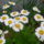 Chrysanthemum_parthenium_aureum__balzsamos_aranyvirag_1729457_2809_t