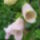 Digitalis_purpurea_camelot_lavender__gyuszuvirag_1729454_9000_t