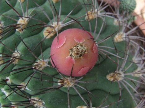 Gymnocalycium saglionis