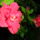 Hibiscus_rosasinensis_1729445_4756_t