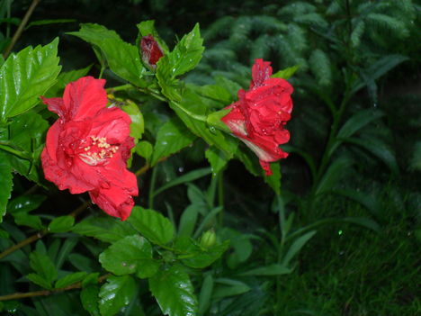 Hibiscus rosa-sinensis 1