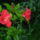 Hibiscus_rosasinensis_1_1729411_5858_t