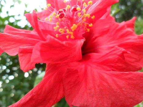 Hibiscus rosa-sinensis 3