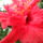 Hibiscus_rosasinensis_3_1729446_3803_t