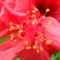 Hibiscus rosa-sinensis 4
