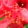 Hibiscus_rosasinensis_4_1729437_8700_t