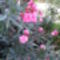 Nerium oleander 'Splendens Giganteum'