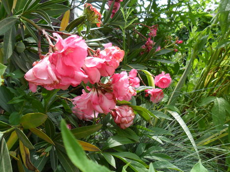 Nerium Oleander ’Splendens Giganteum’