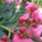 Nerium Oleander ’Splendens Giganteum’ 2