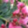 Nerium_oleander_splendens_giganteum_2_1729464_9280_t