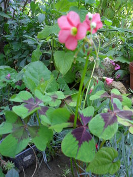 Oxalis deppei 'Iron Cross' - Madársóska, szerencsehere, négylevelű lóhere