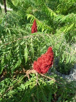 Rhus typhina ’Laciniata’ - Ecetfa