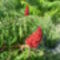 Rhus typhina ’Laciniata’ - Ecetfa