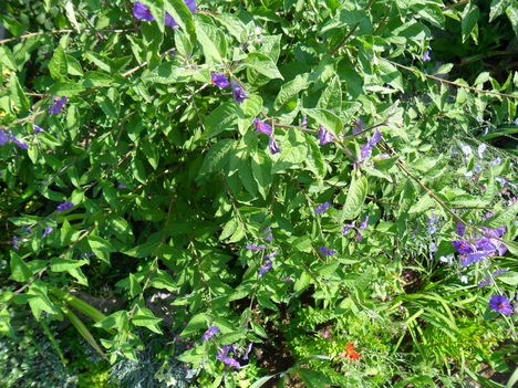 Solanum rantonetti - Encián