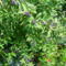Solanum rantonetti - Encián