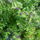 Solanum_rantonetti__encian-002_1729422_2499_t