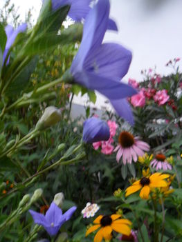 Virágok (léggömvirág, leander, bíbor kasvirág, apró virágú kúpvirág, sétányrózsa)
