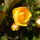 Begonia-006_1720438_6690_t