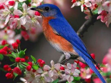boldogság kék madara