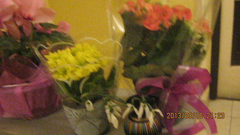 cicamica 13   nőnapra kapott virágaim  összessége