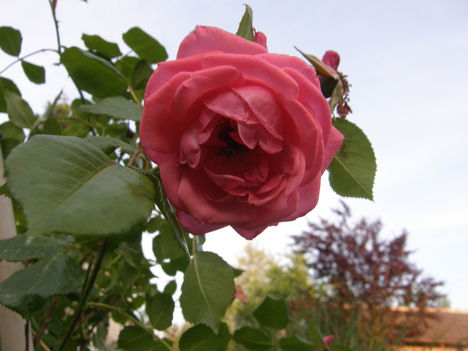 Cicamica virágai 2012-13 10  rózsaszál