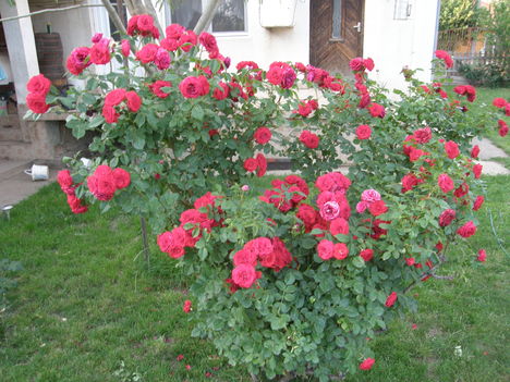 Cicamica virágai 2012-13 11  rózsabokor
