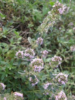 Cicamica virágai 2012-13 12    virágzó kakukkfű fűszernöv.