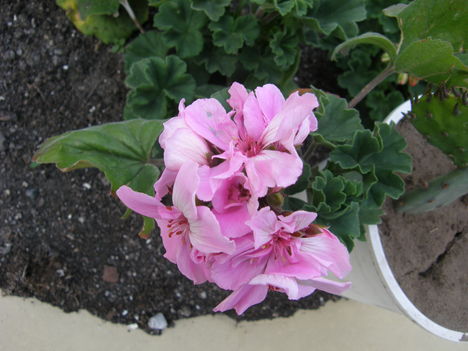 Cicamica virágai 2012-13 17  muskátli