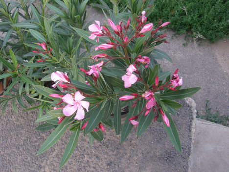 Cicamica virágai 2012-13 18  leander
