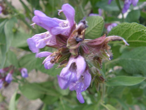 Cicamica virágai 2012-13 20  zsálya fűszer növ.