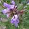 Cicamica virágai 2012-13 20  zsálya fűszer növ.