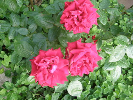Cicamica virágai 2012-13 5  rózsabokor részlet