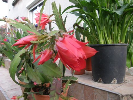 Cicamica virágai 2012-13 6  kaktuszbimbó