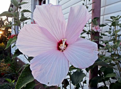 Hibiszkusz