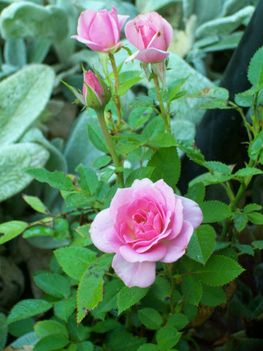 Mini  rózsa