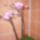 Mini_orhidea-001_1072369_9050_t
