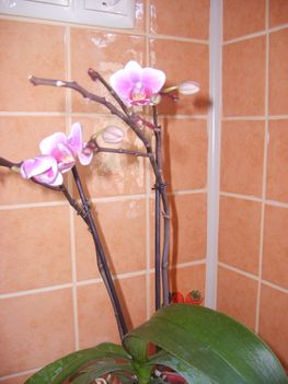 Mini orhidea