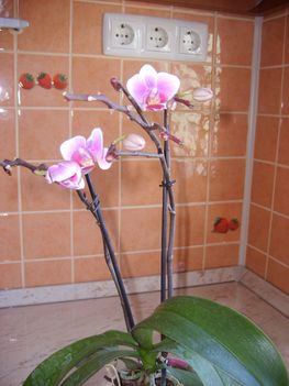 Mini Orhidea