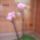 Mini_orhidea_1072375_4501_t