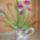 Nonapi_orhidea_1072253_1942_t