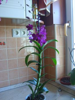 Nőnapi Orhideám