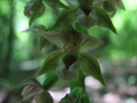 Nőszőfű, a hazánkban is fellelhető mérsékelt övi orchidea
