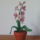 Orhidea-004_1720416_9206_t