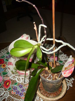 Orhidea gyermeke van és már virágzott is