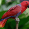 papagáj 7