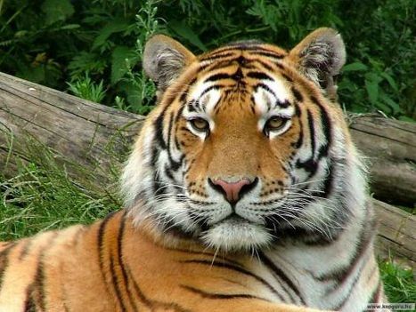 tigris kép 10
