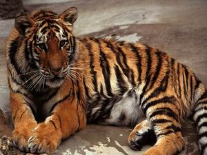 tigris kép 13