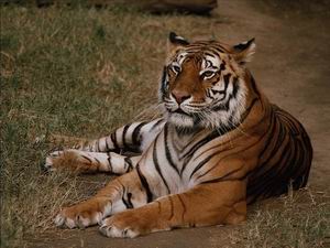 tigris kép 14